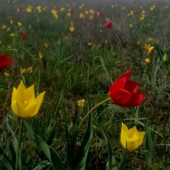 Нургуль Кулсейтова, 20.05.1979, Санкт-Петербург