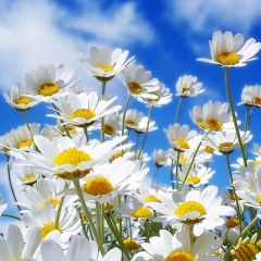 Виктория Коваль, 26.12.1984, Санкт-Петербург