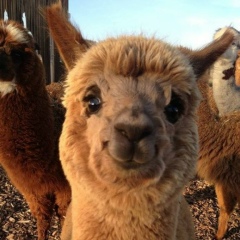 Линда Адазиева, 06.05.1995