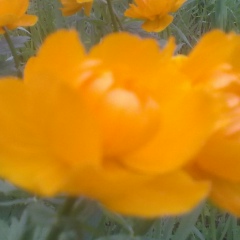 Наталья Харина, Санкт-Петербург