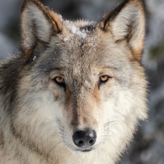 Алексей Мысин, 15.05, Москва
