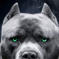 Максим Долгих