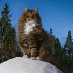 Руслан Николаев, 30.03.1987, Раевка