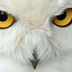 Ann Svinchuk, 28.02.1987, Киев