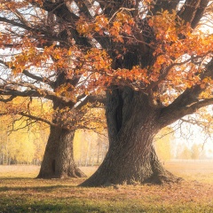 Руслан Лукманов, 29.11