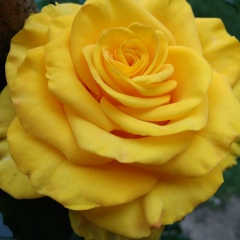 Наталия Шевцова, 01.09, Винница