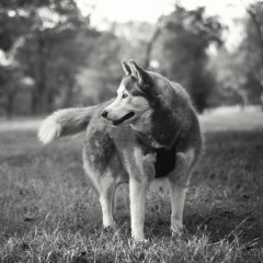 Рамазан Кунтлесов, 15.11, Аркалык