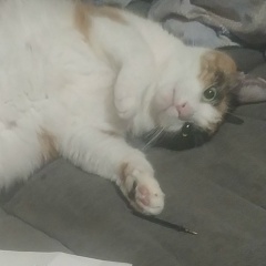 Владимир Волчков, 26.01.2007