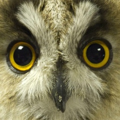 Елена Корсакина