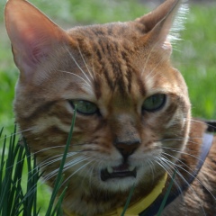 Поедатель Улыбок, 11.03.1986