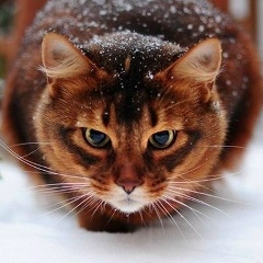 Мажит Ибрагимов, Учалы