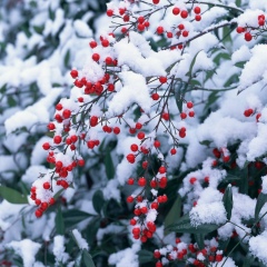 Elena Farima, 10.09.1995, Москва