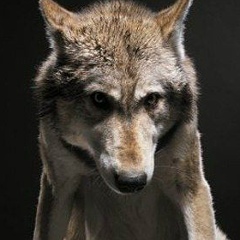 Иса Исаев, 11.04.1982, Москва