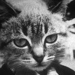 Тимур Зверев, 15.05.1987, Москва