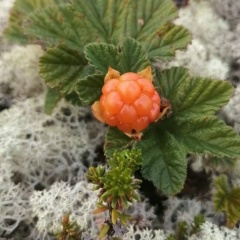 Евгения Волошина, 05.09.1986, Санкт-Петербург