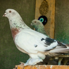 Melih Denizli, 24.09, Одесса