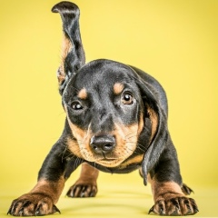 Алексей Кривохиж, 28.12.1981, Ровно