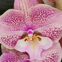 Катя Орхидеи