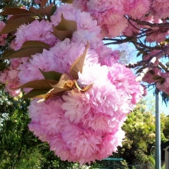 Анна Полова