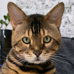 Николай Волков, 07.08.1988, Тюмень