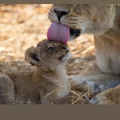 Алиса Лис, 28.08