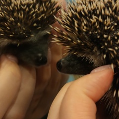 Стефан Лозница, 12.12.1969, Санкт-Петербург