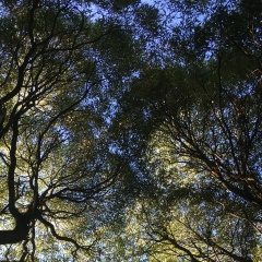 Анна Павлова, Санкт-Петербург