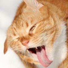 Mr Cat, 06.08.1901, Краснодар