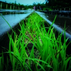 Kyaw Htet, 14.04.1994