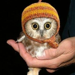 Виталий Соколов, 06.02.1988, Санкт-Петербург