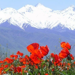 Ольга Альберти, Москва