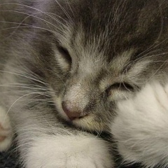 Киса Васильева, 02.02.1997, Санкт-Петербург