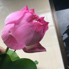 ဘဝ မီးအိမ္ရွင္, 03.07.1981