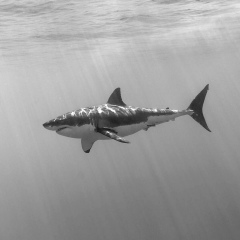 Бахтияр Хайбуллин, 14.08, Stockton