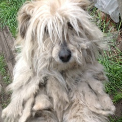 Габул Мустафаев, 19.10.2001, Телави