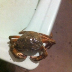 Юрий Зарицький, Старая Ушица