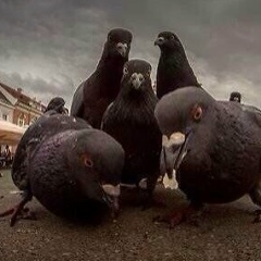 Алихан Хариков, 09.11.1988, Бамут