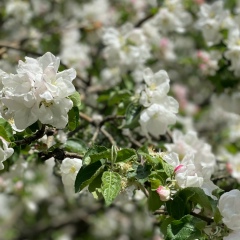 Liliya Abdyukhanova, Москва