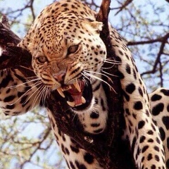 Амина Салмурзаева, 07.03.1994, Челябинск