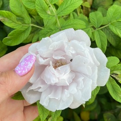 Guzel Ka, 08.05.1902, Санкт-Петербург