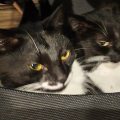 Нина Красовская-Фальковская, 15.02.1989, Минск