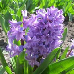 Ксения Пацера, 12.09.1987, Полтава