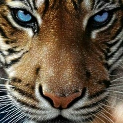 Мила Татарина, 07.12, Одесса