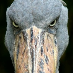 Виктор Ботяновский, 23.01.1985, Минск