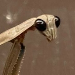 Кирилл Минин, 08.03.1983, North Miami