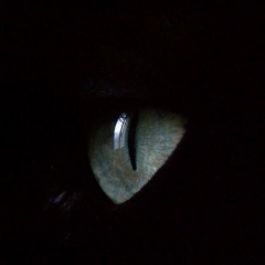 Екатерина Золотова, 15.06.1987, Санкт-Петербург