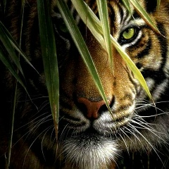 Руслан Чурашев, 01.11.1986, Шымкент