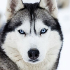 Арсен Арсенов, 07.05, Уржар