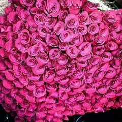 Милана Дадагова, Грозный