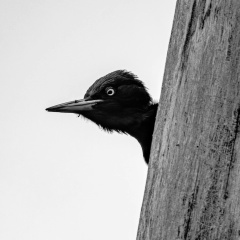 What Good, Москва